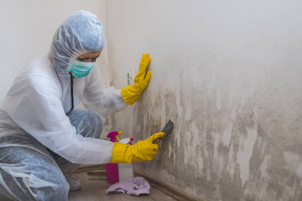 Biohazard Mold Removal in Hammonton, NJ