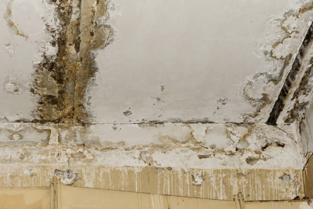 Why You Should Choose Our Mold Remediation Services in Hammonton, NJ